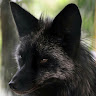 black_fox